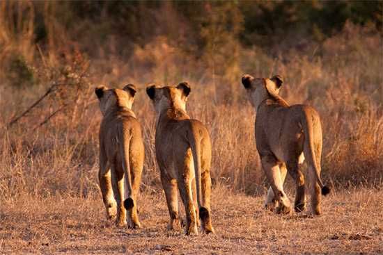 Photograph by Tally Smith | Londolozi