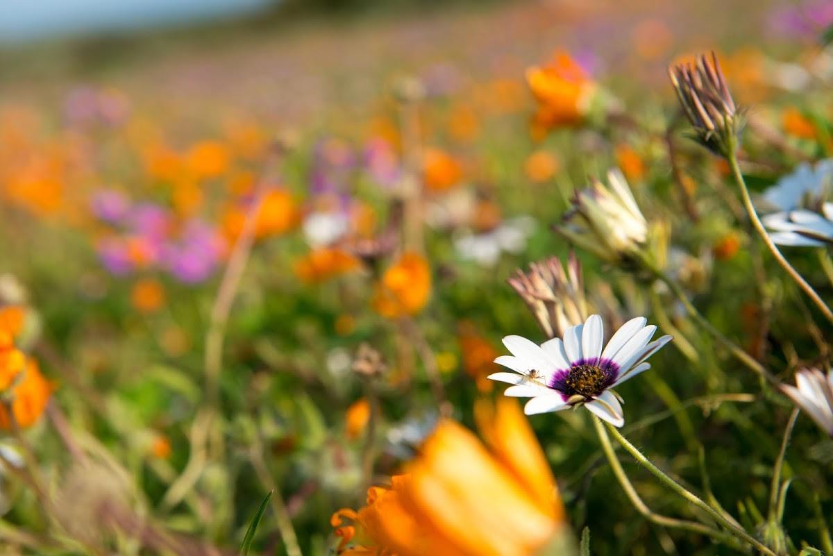 Flowerpower in Südafrika: Blumenblüte an der Westküste