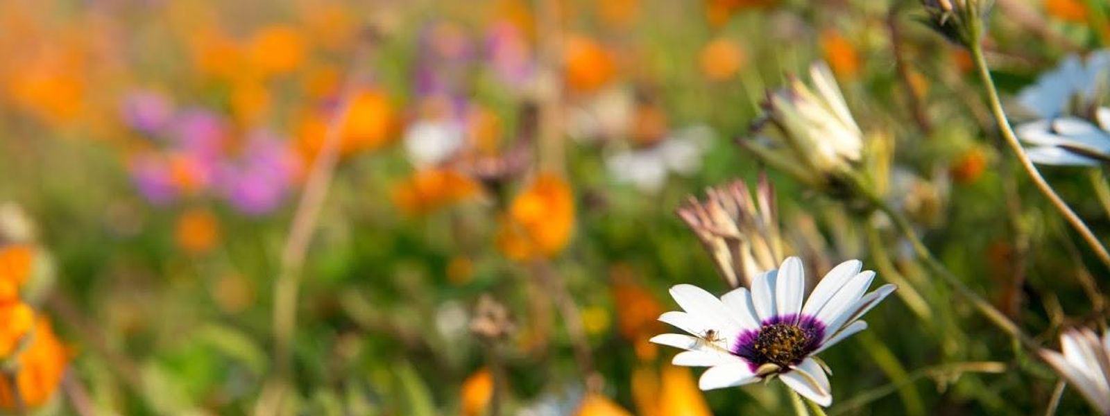 Flowerpower in Südafrika: Blumenblüte an der Westküste