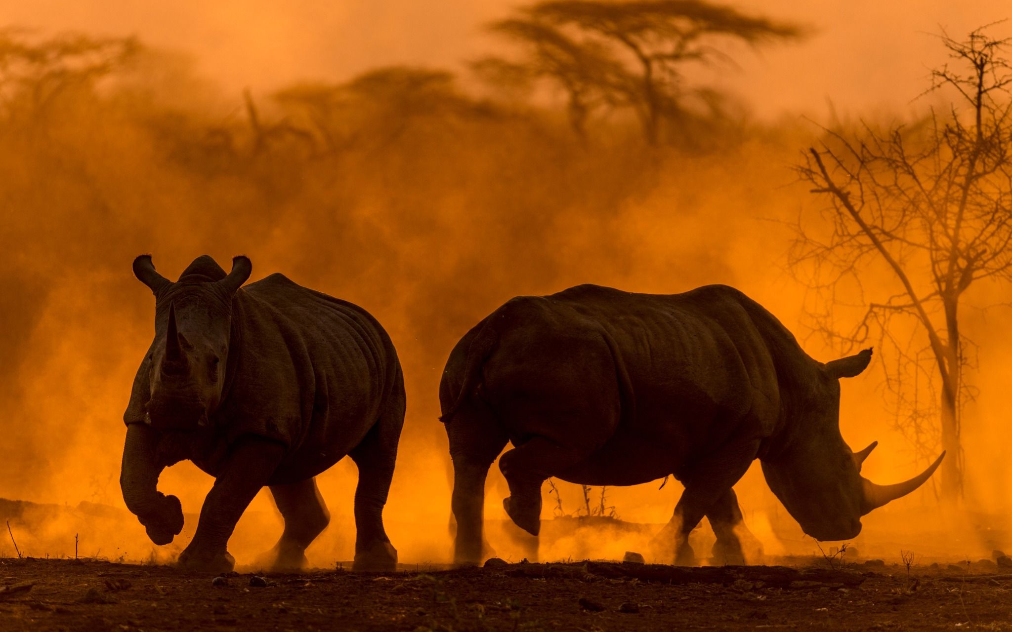 It’s Official: We’re Africa’s Leading Safari Company 2022