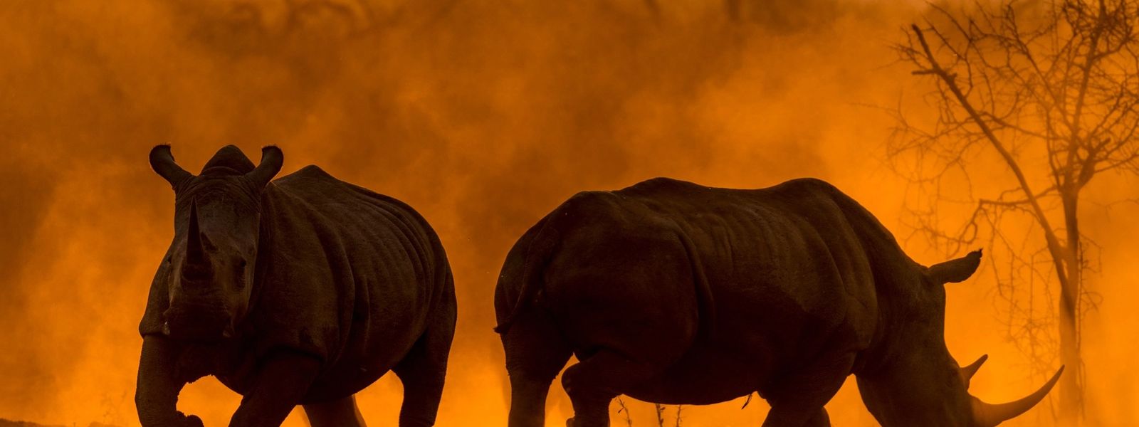 It’s Official: We’re Africa’s Leading Safari Company 2022