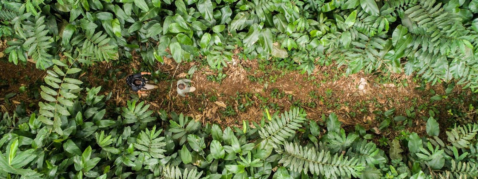 Bassin du Congo - Deuxième forêt tropicale au monde
