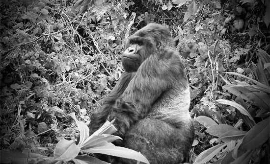 Gorilla VS Man