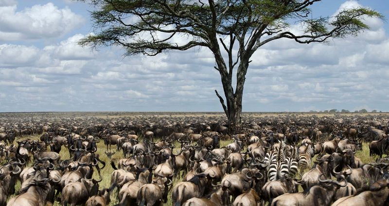 Gnous et zèbres à perte de vue dans la vallée du Masai Mara au Kenya.