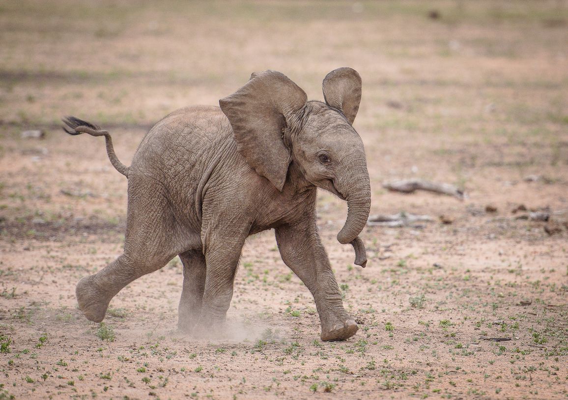 Cuddle Goals: 10 Cutest Baby Animal Photos of All Time