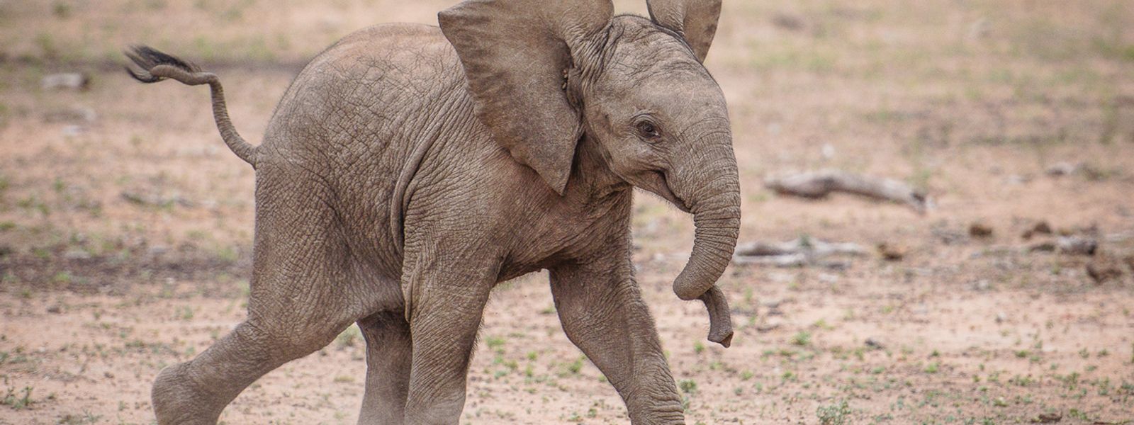 Cuddle Goals: 10 Cutest Baby Animal Photos of All Time
