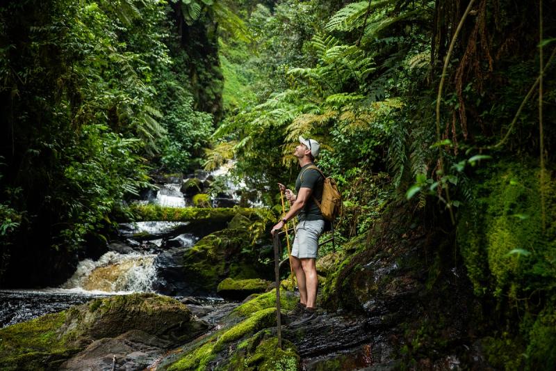 Aventurez-vous dans la dense forêt tropicale