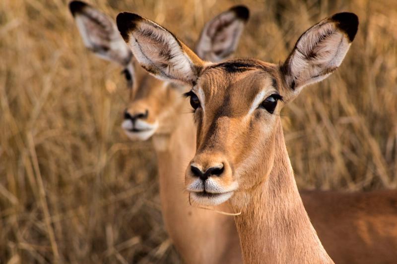 Two impalas in Africa