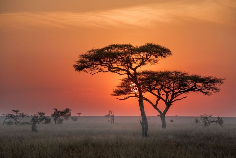 Experience picturesque sunsets in the Serengeti