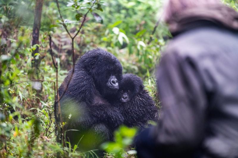 Observer les interactions entre les gorilles est captivant, Crédit photo : Wilderness Sabyinyo