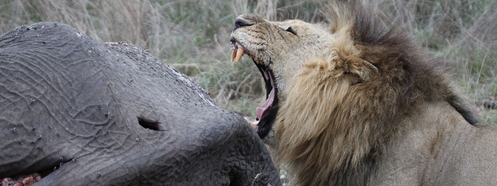 An (Unfortunate) Elephant Buffet: Silvan Safari Blog