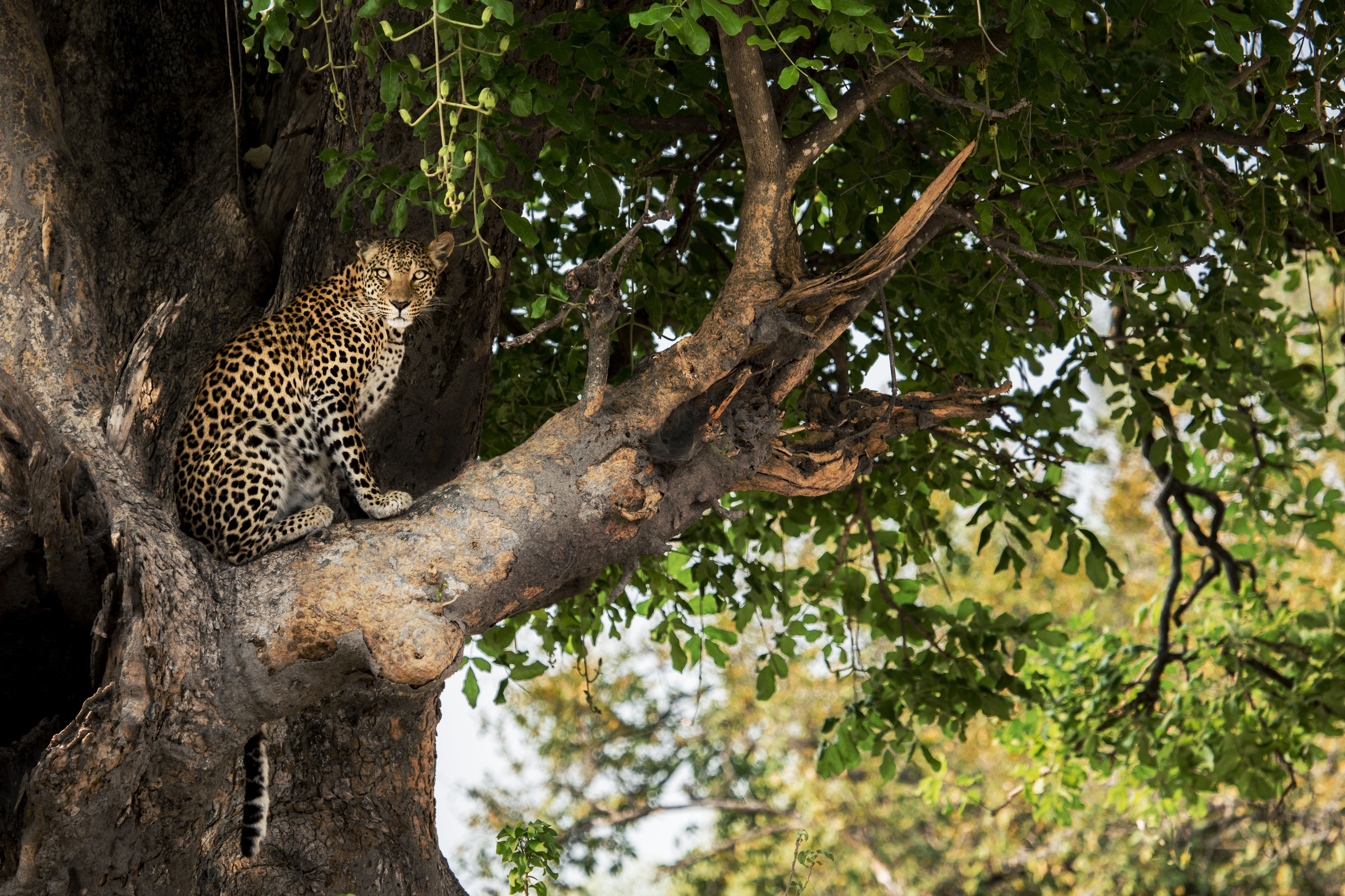 34 Beautiful Photos Of Africa's Most Elusive Big Cat