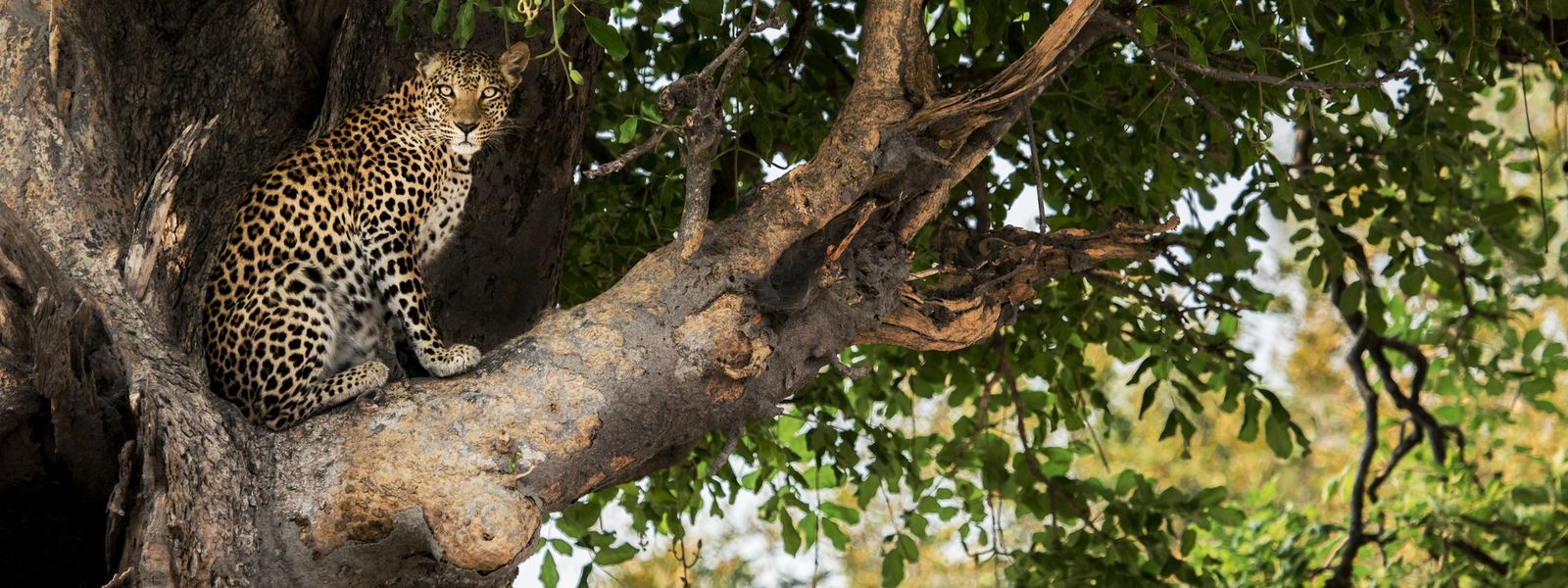 34 Beautiful Photos Of Africa's Most Elusive Big Cat