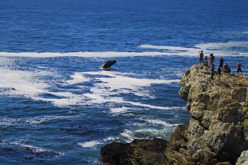 Walsaison: In Hermanus kommen die Wale bis an die Küste