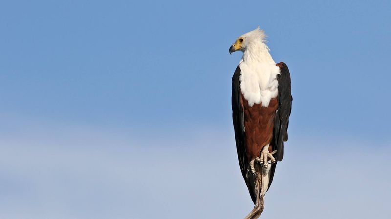 Ein Schreiseeadler im Chobe Nationalpark
