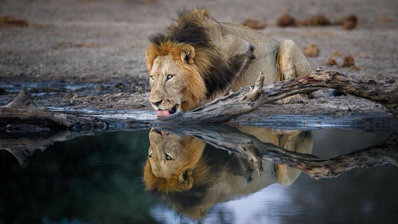A male lion with a full mane drinks from a waterhole, his reflection visible in the still water.