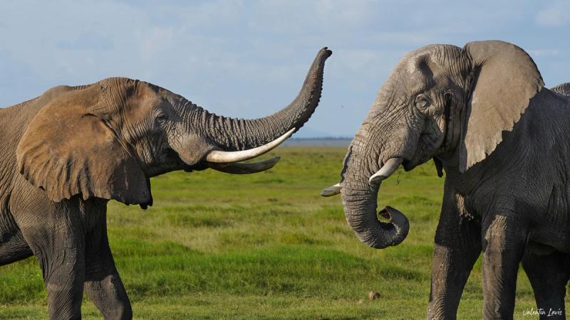 Elephants in Amboseli National Park