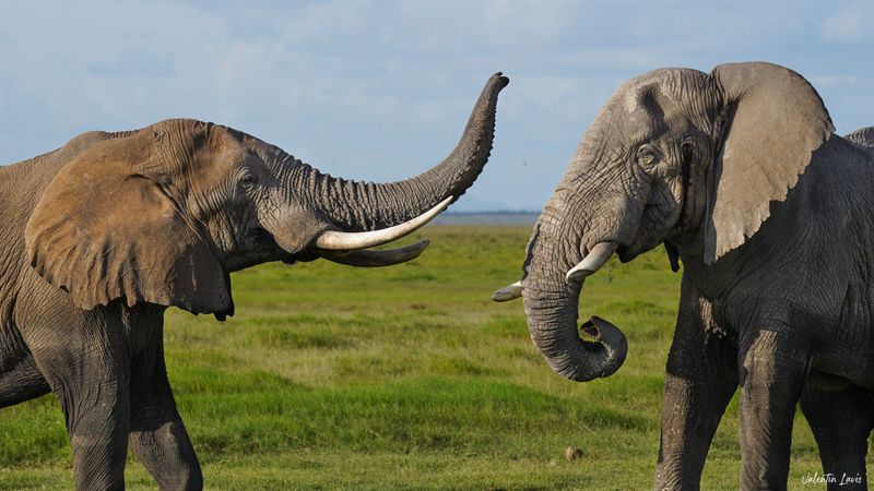 Elephants in Amboseli National Park