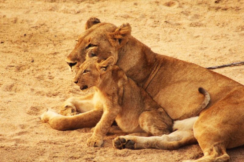 lion mother and cub