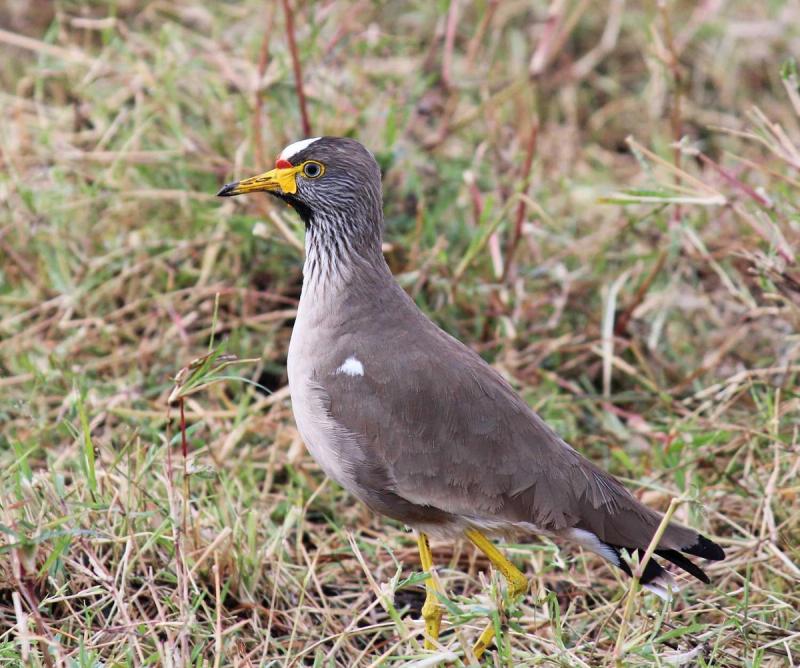The Masai Mara