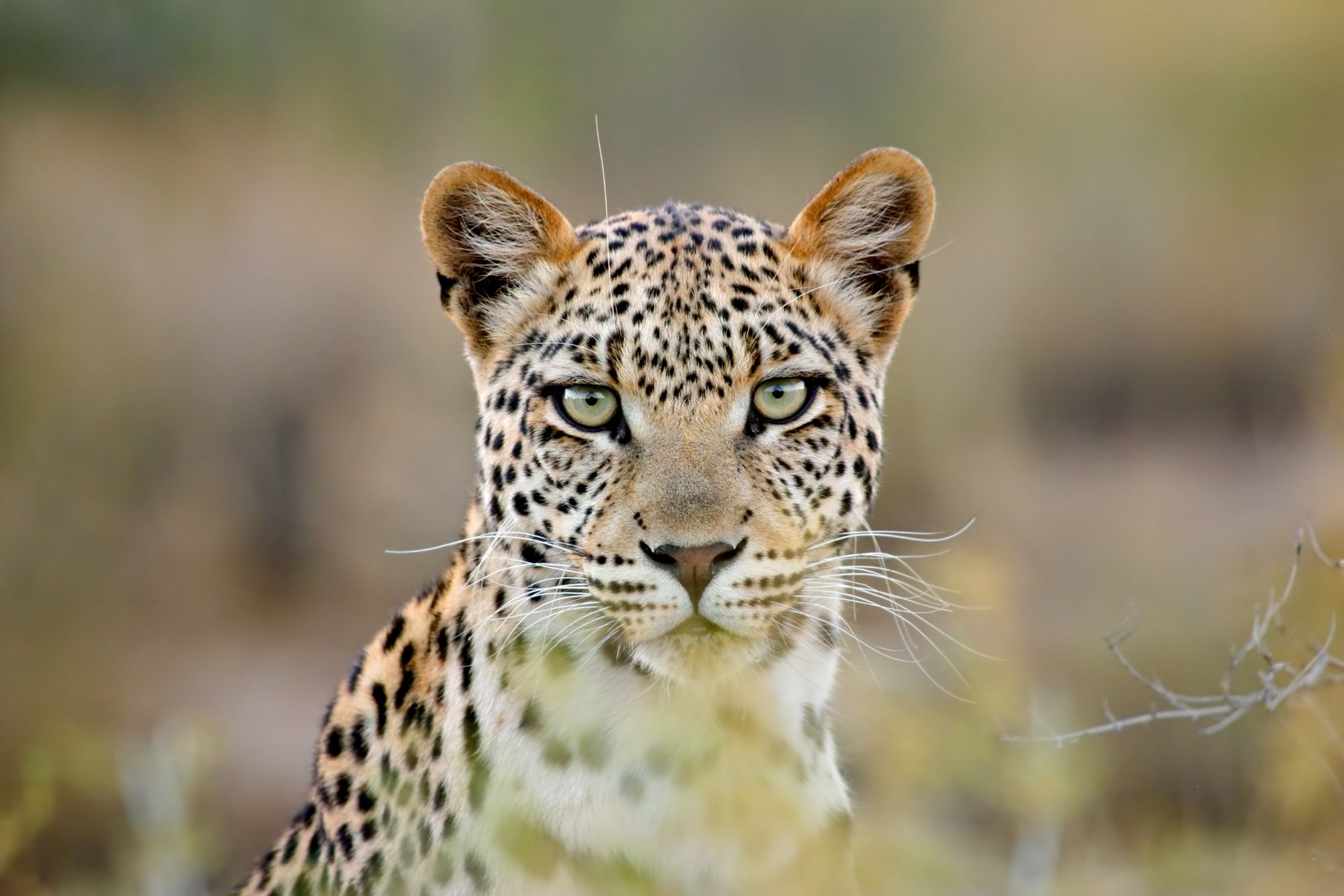 10 Best Places to See Iconic African Animals on Safari
