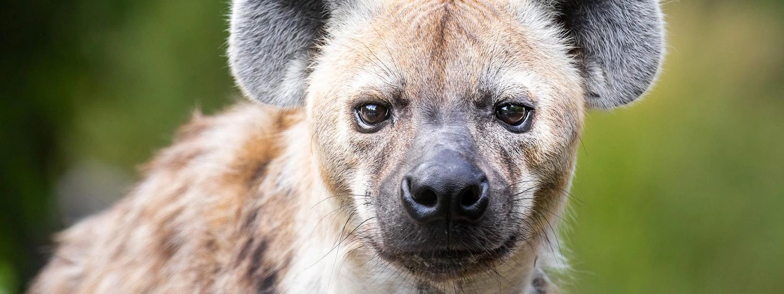 Hyena Feeding Time in Ethiopia