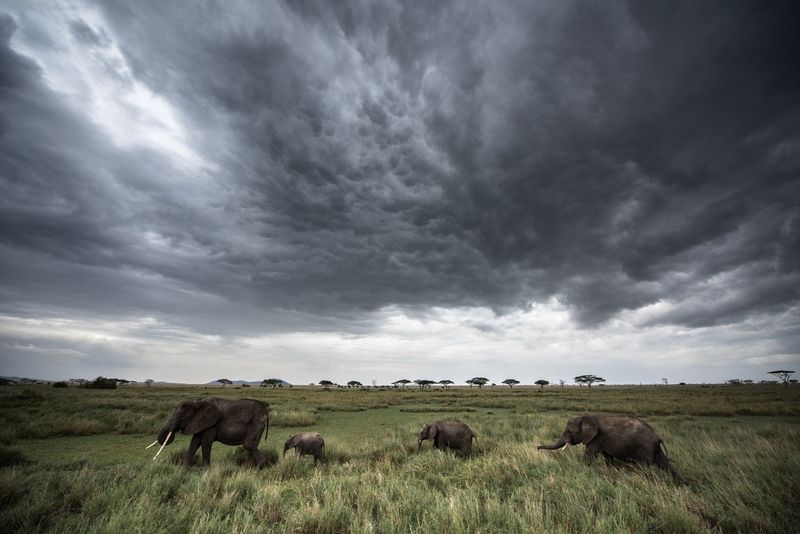 África en imágenes: Dramático paisaje con elefantes