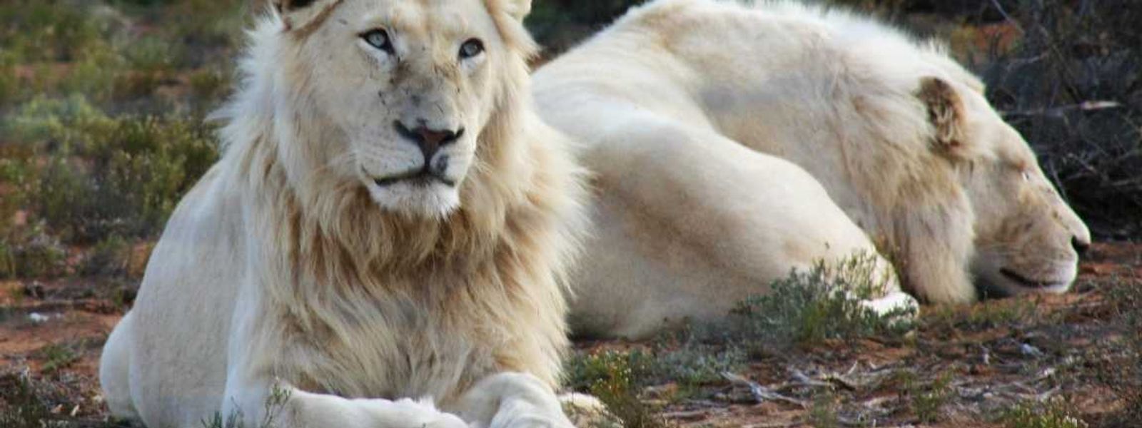 10 bizarre Naturschauspiele aus der Wildnis Afrikas