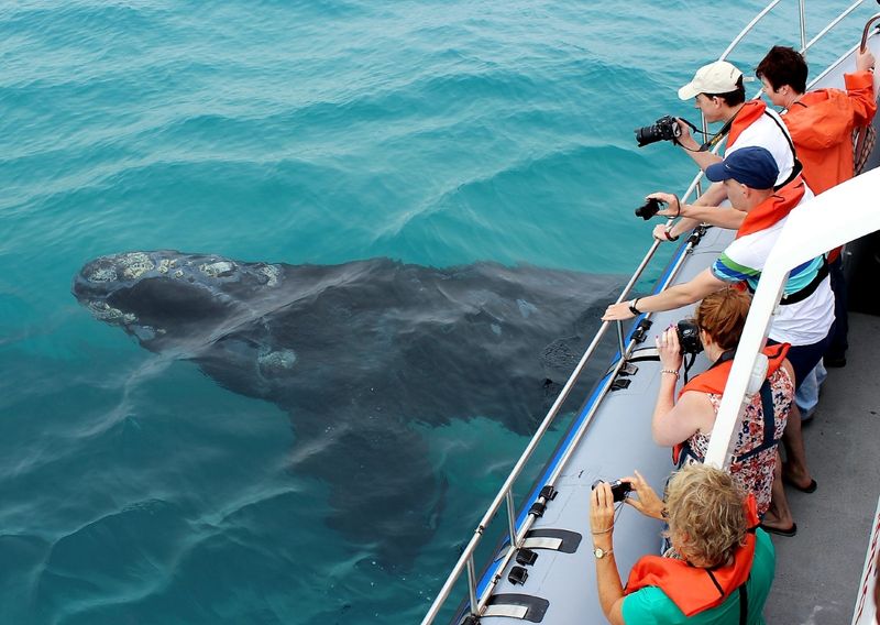 People watching whales on a cruise near Gansbaai in South Africa