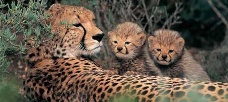 Sanbona Wildlife Reserve