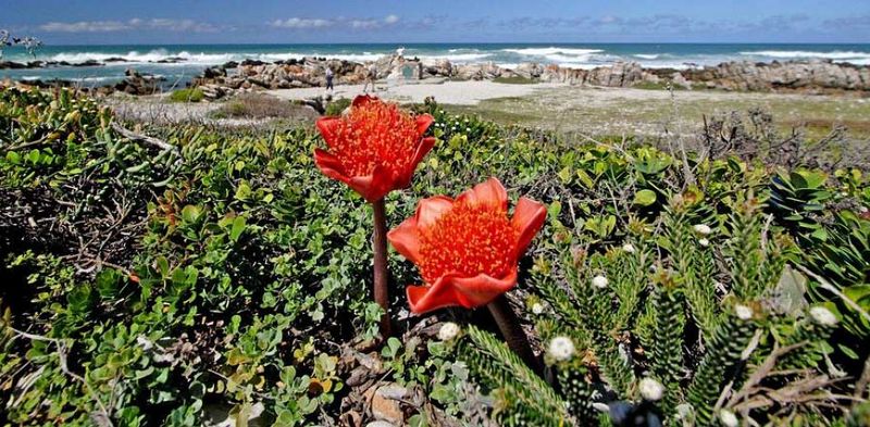 Cape Fynbos at Cape Point - One of 6 floral kingdoms 