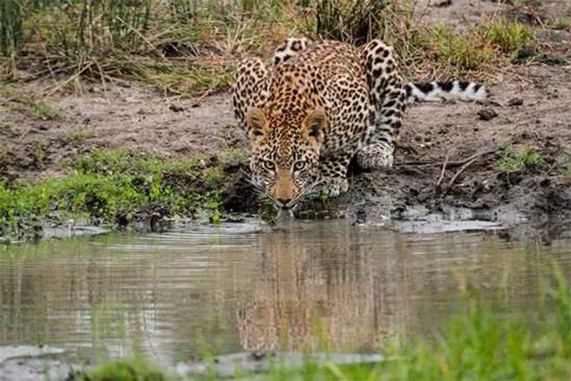 Photograph by Mike Sutherland | Londolozi