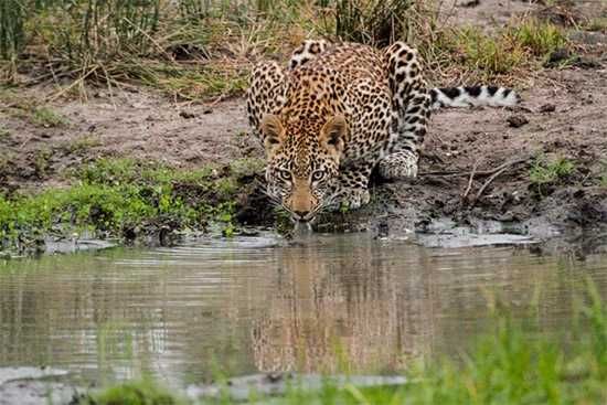 Photograph by Mike Sutherland | Londolozi