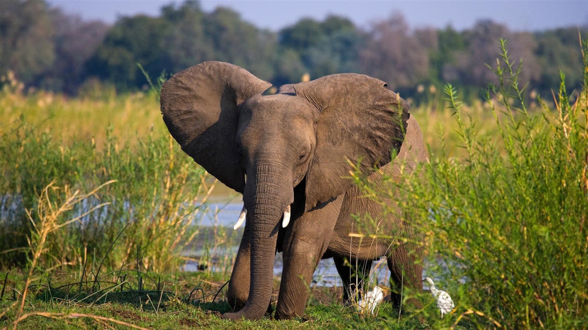 Checkliste: Tierwelt im Zambezi Nationalpark