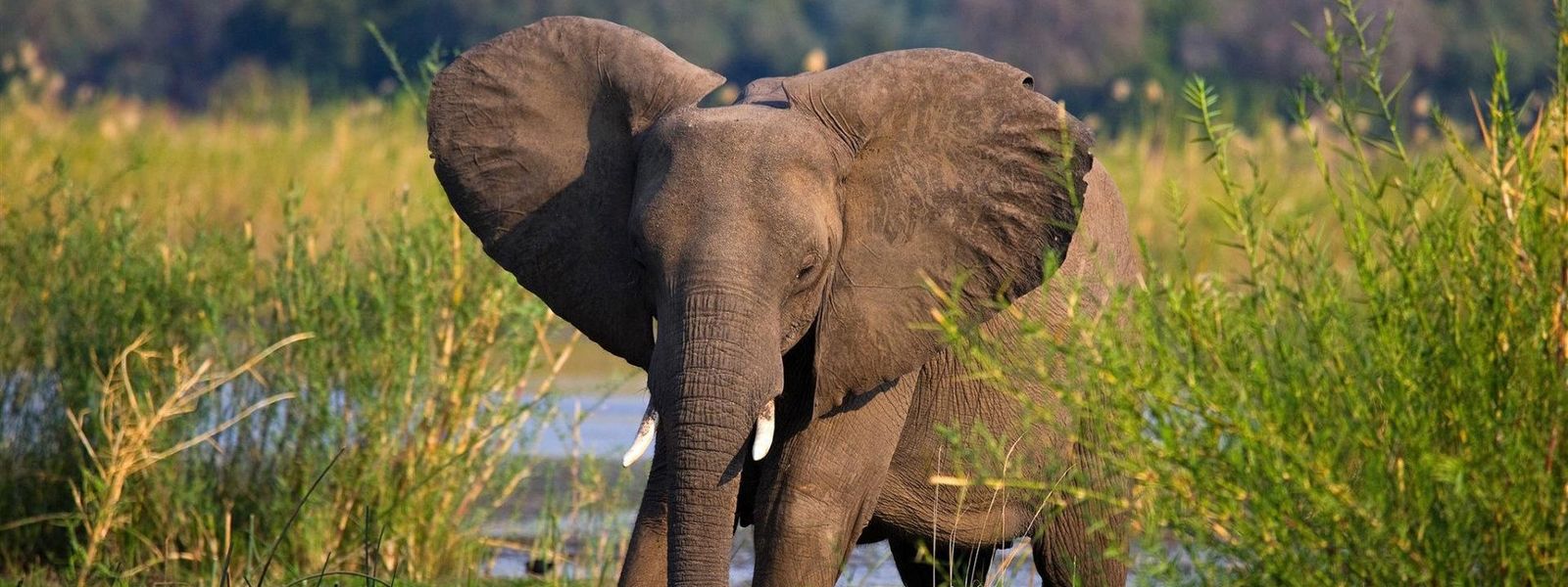 Checkliste: Tierwelt im Zambezi Nationalpark