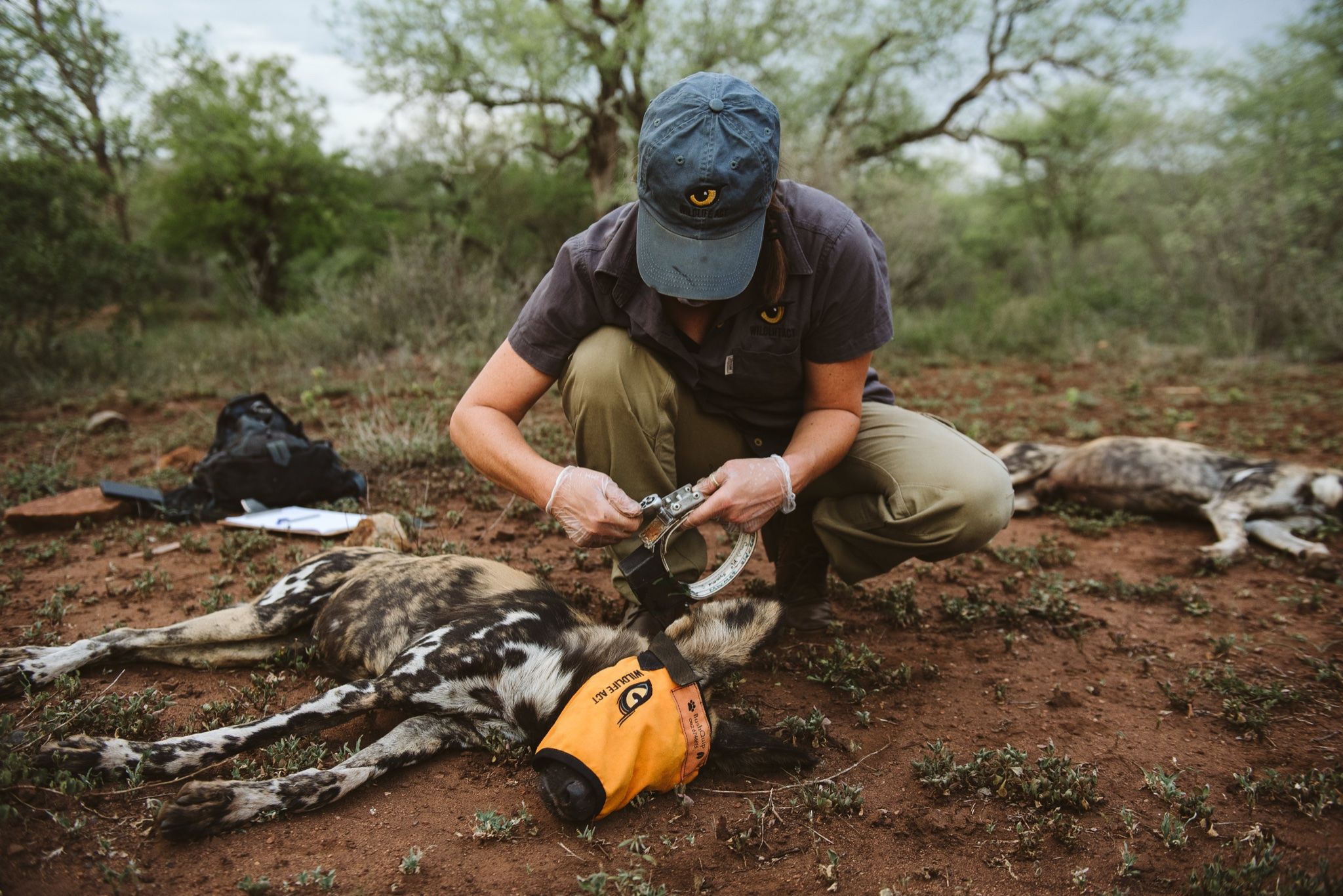 Wildlife Warriors: Who is Wildlife ACT?