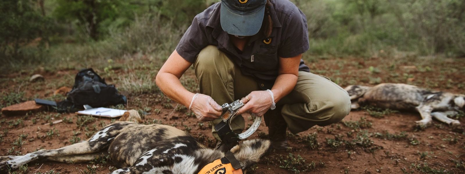 Wildlife Warriors: Who is Wildlife ACT?