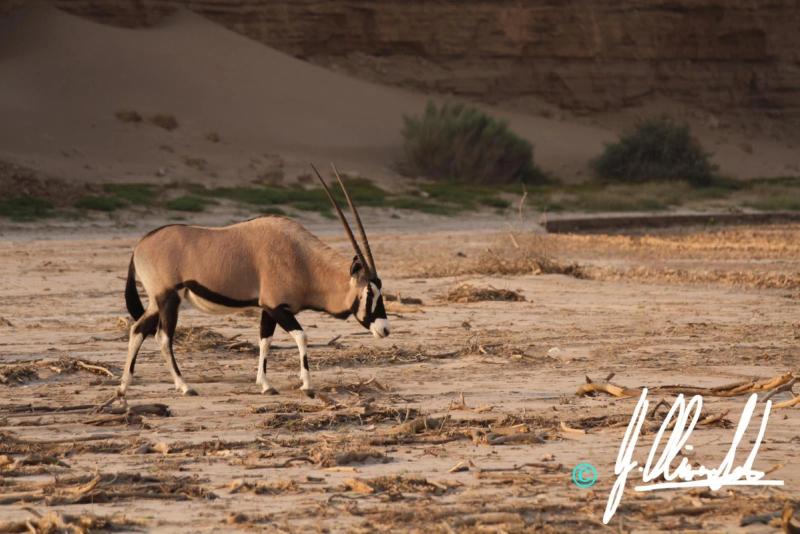 Gemsbok in the Kalahari of Namibia