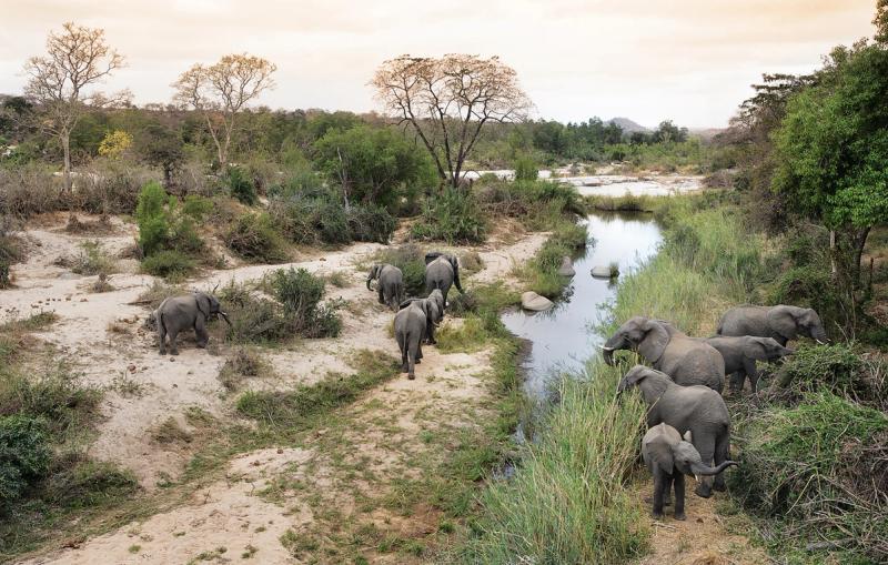 Elephants in Londolozi