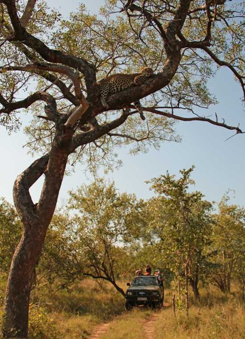 Leopard watching