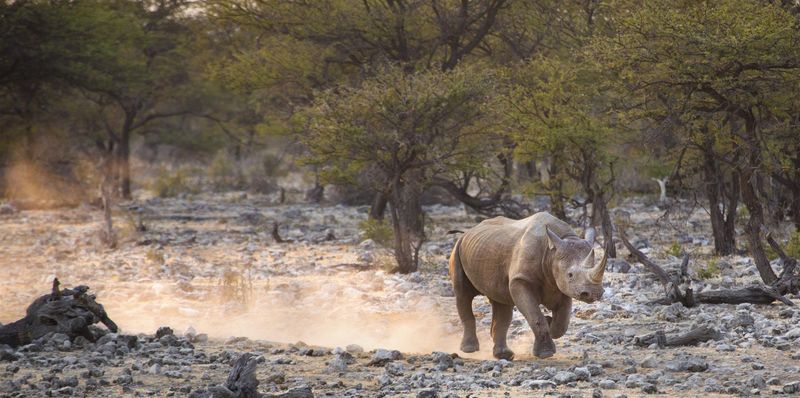 Los rinocerontes negros macho son solitarios y territoriales