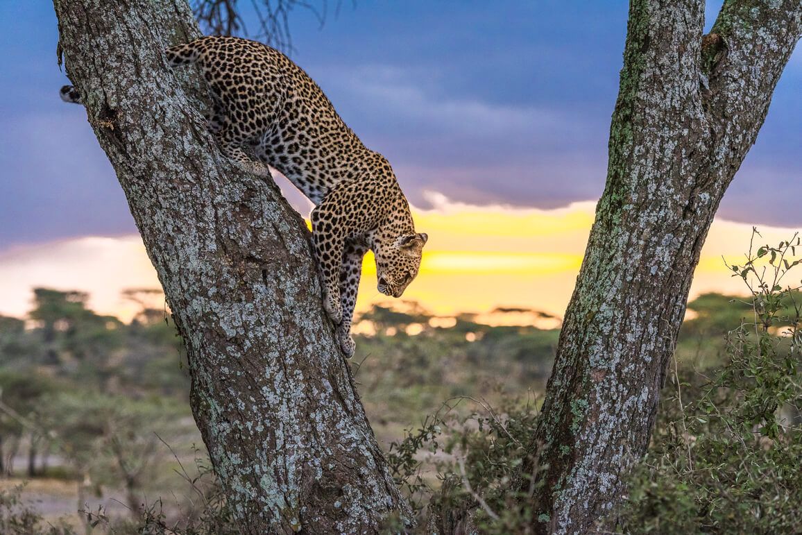 Weshalb wir Leoparden lieben – wissenswerte Fun Facts