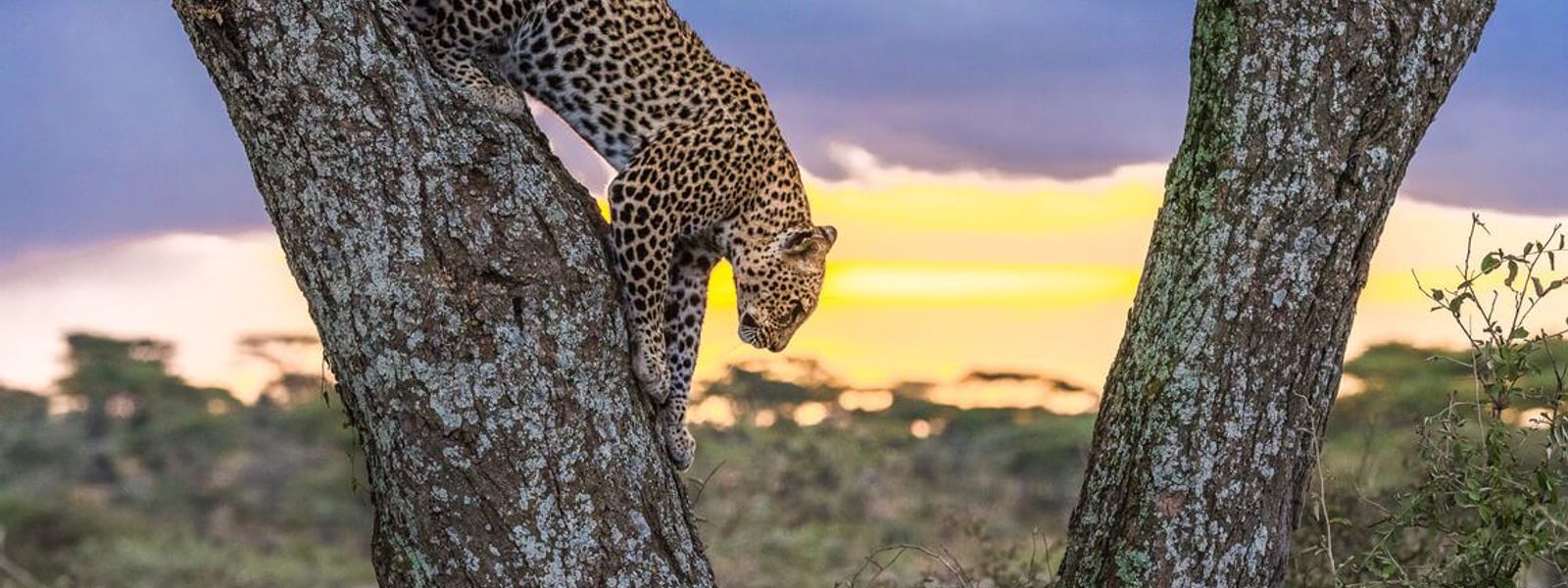 Weshalb wir Leoparden lieben – wissenswerte Fun Facts