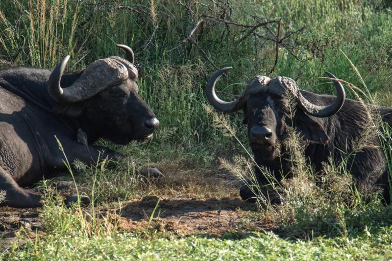 Buffalo at Kwandwe
