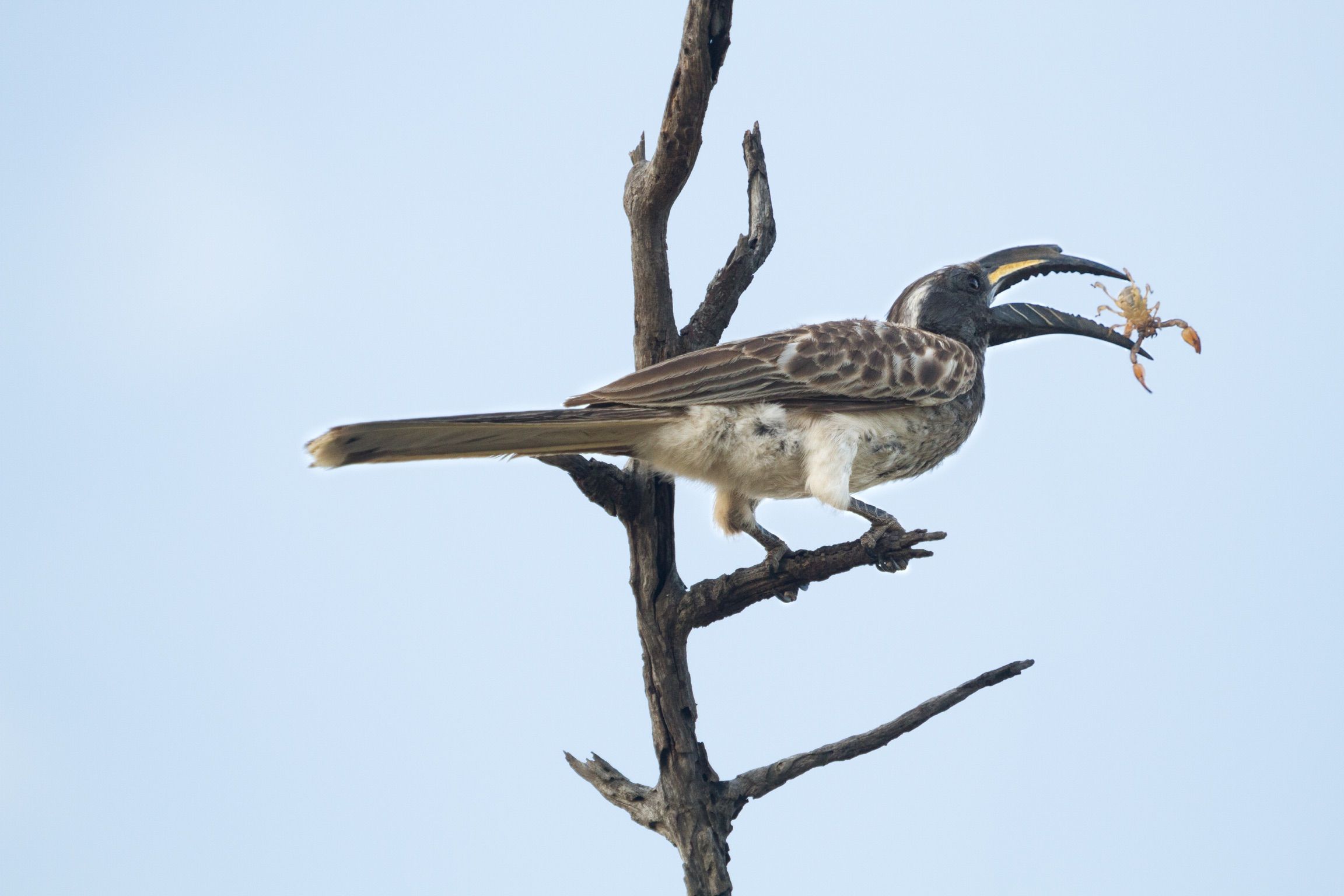 Rare Finds at Cheetah Plains: Birding Safaris
