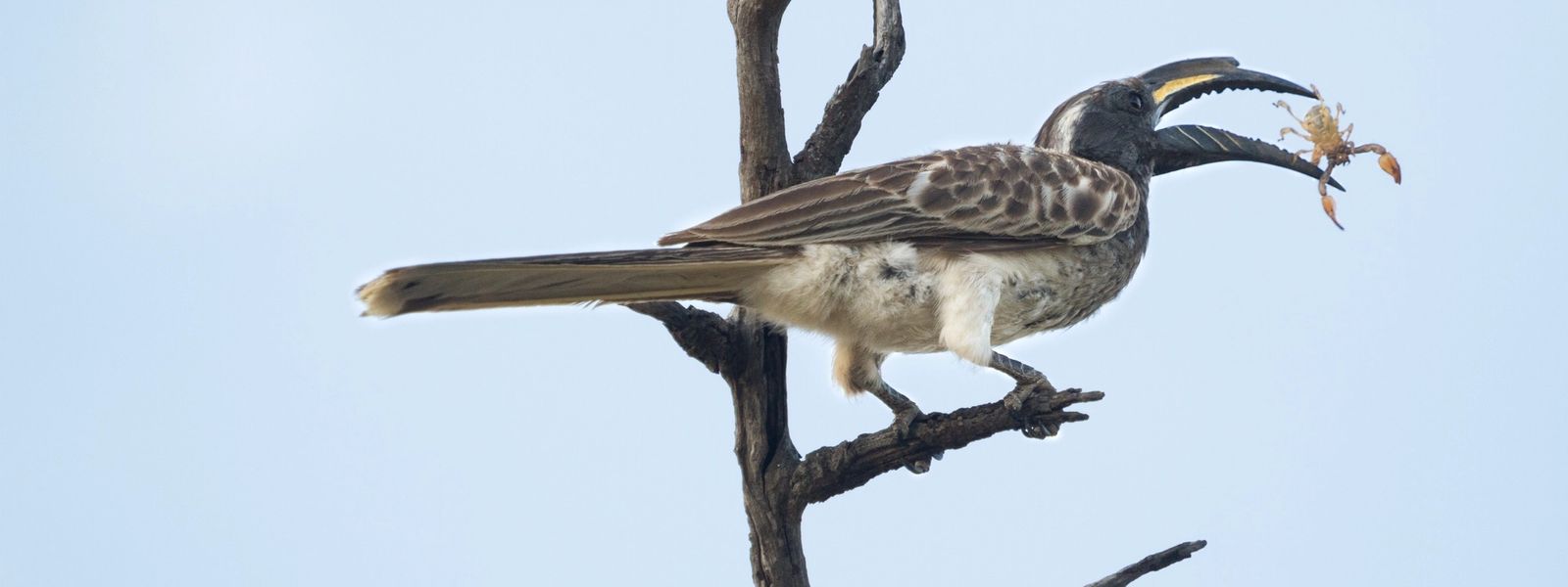 Rare Finds at Cheetah Plains: Birding Safaris