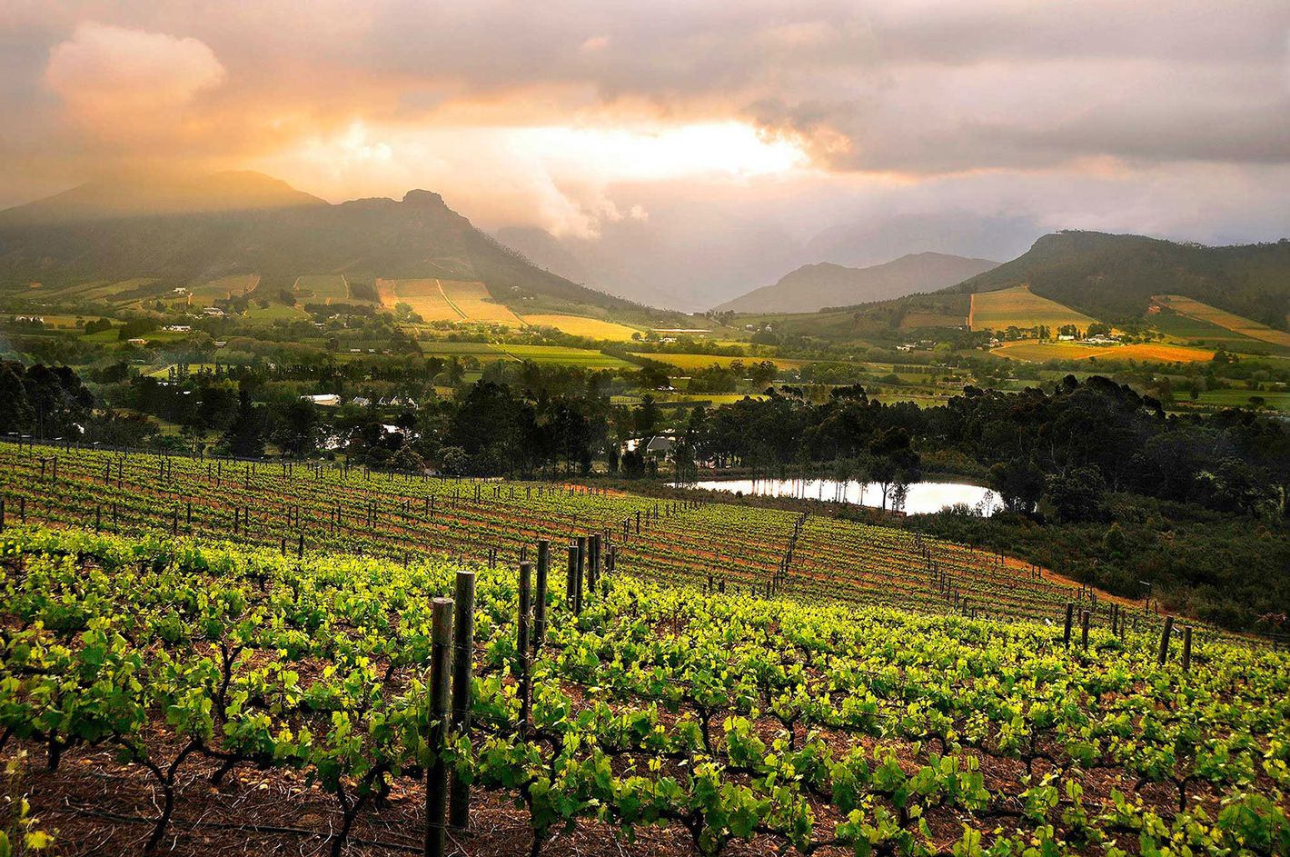 Constantia et Stellenbosch: deux vignobles incontournables de la région du Cap