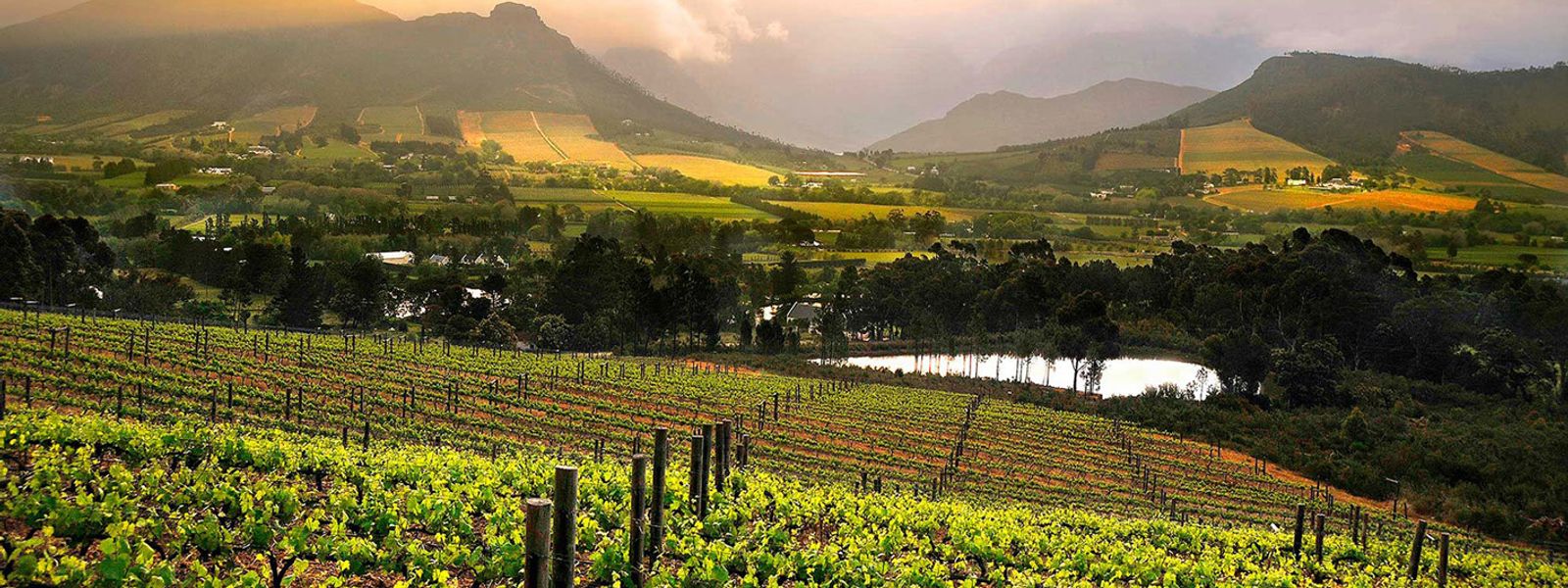 Constantia et Stellenbosch: deux vignobles incontournables de la région du Cap