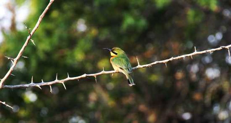 A Little Bee-eater