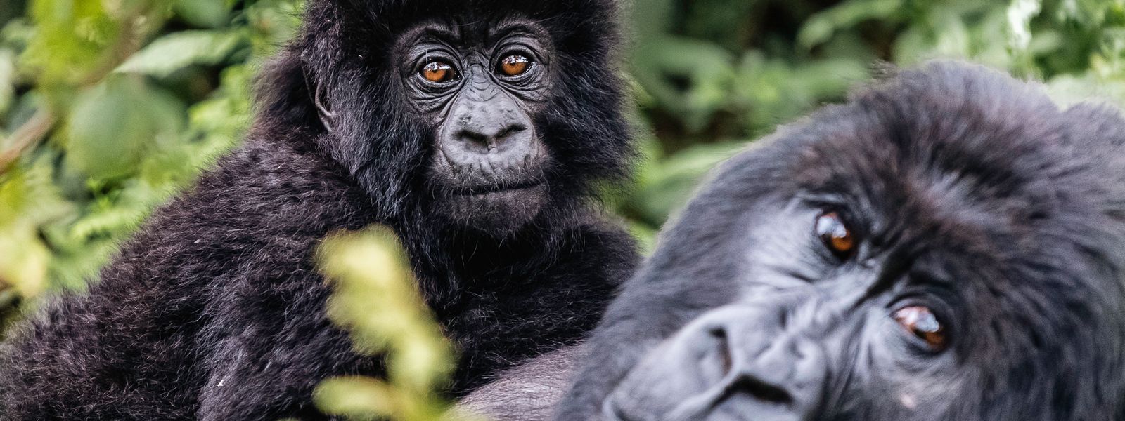 Eco-tourism in Rwanda and Its Impact